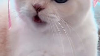 Funny cat #funny animal #kucing lucu #kucing gemoy 3 81