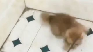 Kucing menangkap tikus
