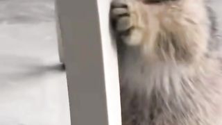 Funny cat #funny animal #kucing lucu #kucing gemoy 3 82