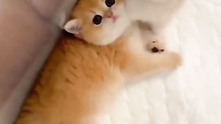 Funny cat #funny animal #kucing lucu #kucing gemoy 3 83