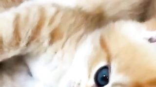 Funny cat #funny animal #kucing lucu #kucing gemoy 3 84