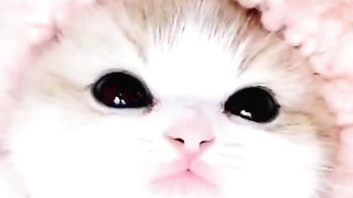 Funny cat #funny animal #kucing lucu #kucing gemoy 3 85