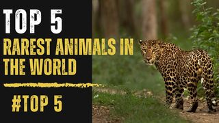 Top Five  Rarest Animals In The World