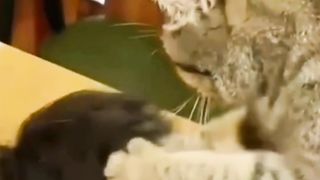Orange Cat Version of Massage Therapy