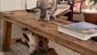 Striped Cat VS Doggy Fight