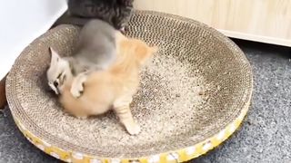 The striped cat is as mischievous as its sister, The Orange Cat