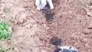 White Cat helps Employer Farm