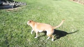 Turtle / Tortoise - A Funny Turtle And Cute Turtle Videos Compilation || NEW HD