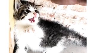Cute cat video 6