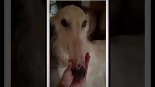 Try Not To Laugh Challenge The best and funniest pets in the world #888XXcute.
