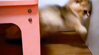 Funny cat #funny animal #kucing lucu #kucing gemoy 3 86