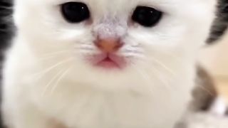 Funny cat #funny animal #kucing lucu #kucing gemoy 3 87