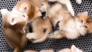 Funny cat #funny animal #kucing lucu #kucing gemoy 3 88