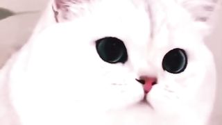 Funny cat #funny animal #kucing lucu #kucing gemoy 3 89