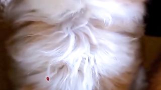 Funny cat #funny animal #kucing lucu #kucing gemoy 3 90