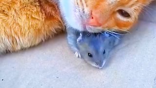 Funny cat #funny animal #kucing lucu #kucing gemoy 3 91