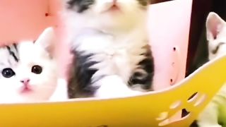 Funny cat #funny animal #kucing lucu #kucing gemoy 3 93