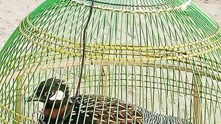 Kala Titar In Sindh for Sale