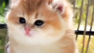 Funny cat #funny animal #kucing lucu #kucing gemoy 3 94