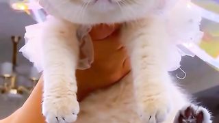 Funny cat #funny animal #kucing lucu #kucing gemoy 3 95