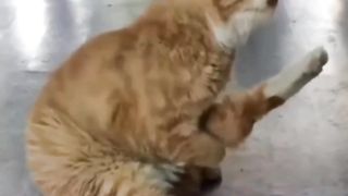 Just saw a Cat scratching its thigh