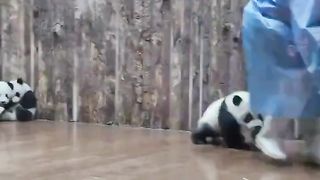 would you apply to be a panda nanny?