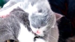 Funny cat #funny animal #kucing lucu #kucing gemoy 3 98