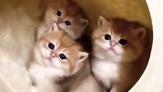 Funny cat #funny animal #kucing lucu #kucing gemoy 3 97