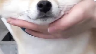 chewy dog