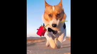 Cute pet 13