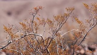 "Eternal Sands: A Cinematic Odyssey Through the Desert Wilderness"