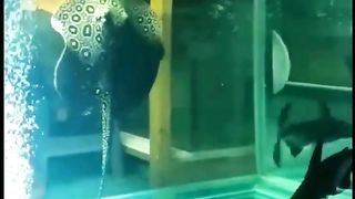 genghis khan(hiu air tawar) dan ikan pari #ikanairtawar #ikanhiu.