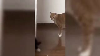 Try Not To Laugh ???? Funny Animals Compilation