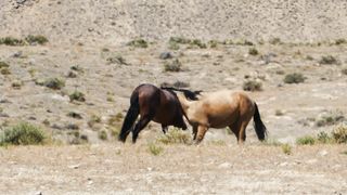 "Whispers of the Dunes: A Visual Symphony of Nature in the Desert"