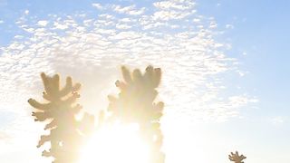 "Desert Harmony: Unveiling the Secrets of Nature's Silent Symphony"