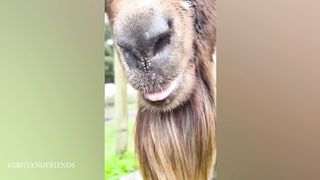 50 Funny Animal Videos To Crack You Up All Long Day 2