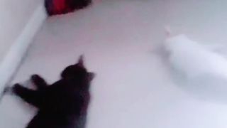 The cat is tired from fighting