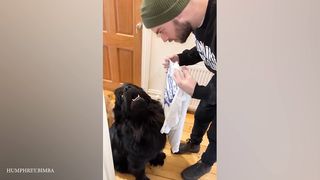 Funny Dog Videos That Will Help You Forget Your Troubles 2