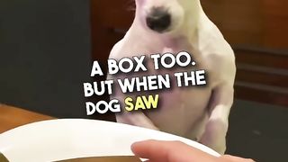Animals Funny Moment???? 4