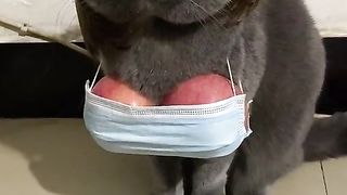 Funny cat #funny animal #kucing lucu #kucing gemoy 3 100