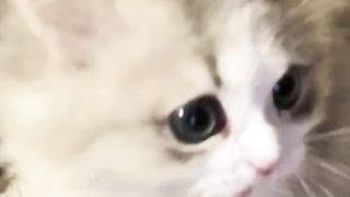 Funny cat #funny animal #kucing lucu #kucing gemoy 3 101