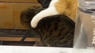 Funny cat #funny animal #kucing lucu #kucing gemoy 3 102