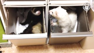Freakin' Ferrets | Funny Pet Video Compilation