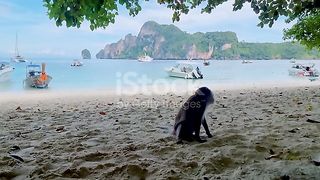 Koh Phi Phi Monkey Beach Thailand, monkeys on the beach in Koh Phi Phi