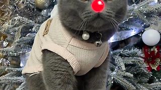 Funny cat #funny animal #kucing lucu #kucing gemoy 4