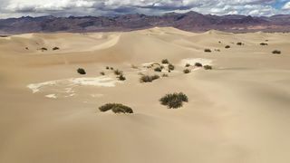 "Eternal Echoes: A Cinematic Safari Through the Spellbinding Desert Wilderness"