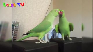 Animals in Mirrors Hilarious Reactions Compilation 2016 - Funny Animal Videos