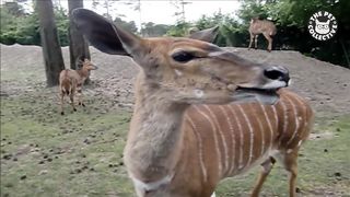 Confused Animals | Funny Pet Video Compilation