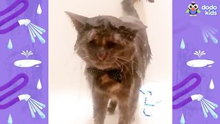 This Cat’s Loved Showers Since She Was A Kitten | Dodo Kids | Animal Videos