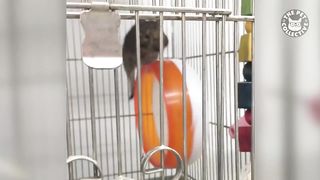 Animals vs. Wheels | Funny Pet Compilation 2020